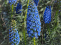 Madeira Flower seeds for Planting Seasonal Bloomer, Heirloom & GMO Free Seeds for Home Garden seeds for planting