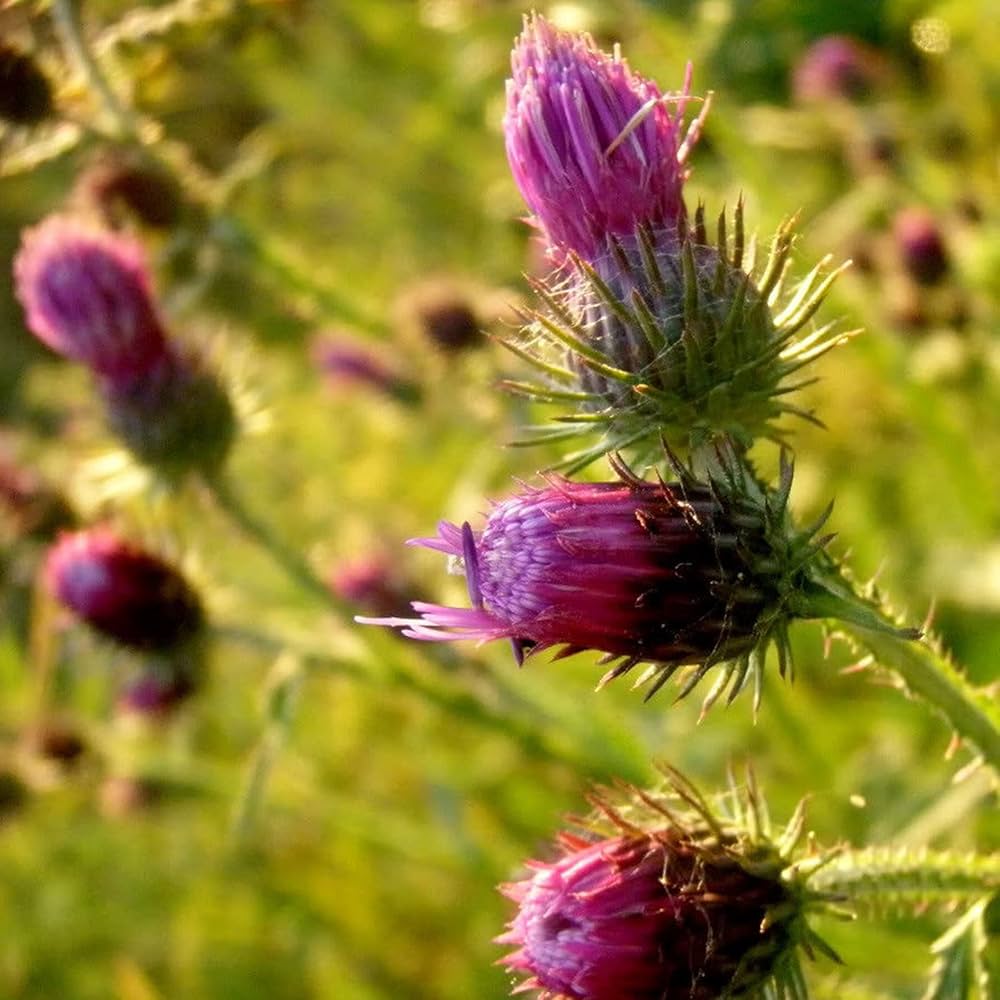 Pink Arctium Lappa Flower seeds for Planting Low Maintenance, Heirloom & GMO Free Seeds for Home Garden seeds for planting