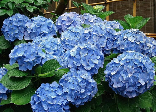 Premium Blue Hydrangea Flower seeds for Planting Fragrant Blossoms, Heirloom & GMO Free Seeds for Home Garden seeds