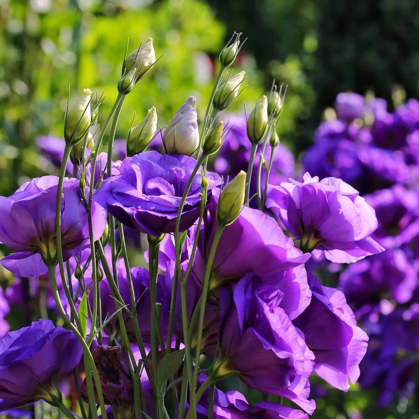 Violet Lisianthus Flower seeds for Planting - Sun Loving, Heirloom & GMO Free Seeds for Home Garden