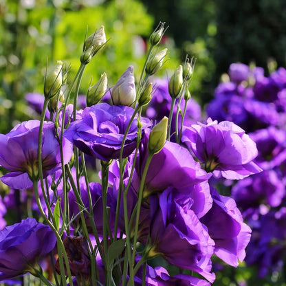 Violet Lisianthus Flower seeds for Planting - Sun Loving, Heirloom & GMO Free Seeds for Home Garden