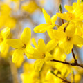 Yellow Forsythia Flower seeds for Planting Seasonal Bloomer, Heirloom & GMO Free Seeds for Home Garden seeds for planting