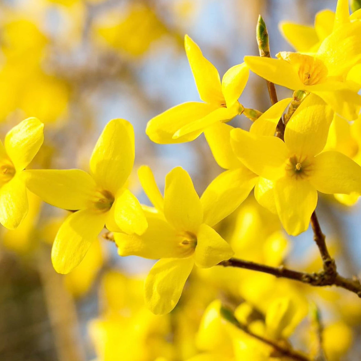 Yellow Forsythia Flower seeds for Planting Seasonal Bloomer, Heirloom & GMO Free Seeds for Home Garden seeds for planting