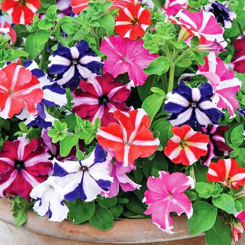 Mixed Mexican Petunia Flower seeds for Planting Long Bloom Season, Heirloom & GMO Free Seeds for Home Garden seeds for planting