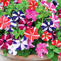 Mixed Mexican Petunia Flower seeds for Planting Long Bloom Season, Heirloom & GMO Free Seeds for Home Garden seeds for planting