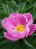 Lactiflora Flower seeds for Planting Vibrant Colors, Heirloom & GMO Free Seeds for Home Garden seeds for planting
