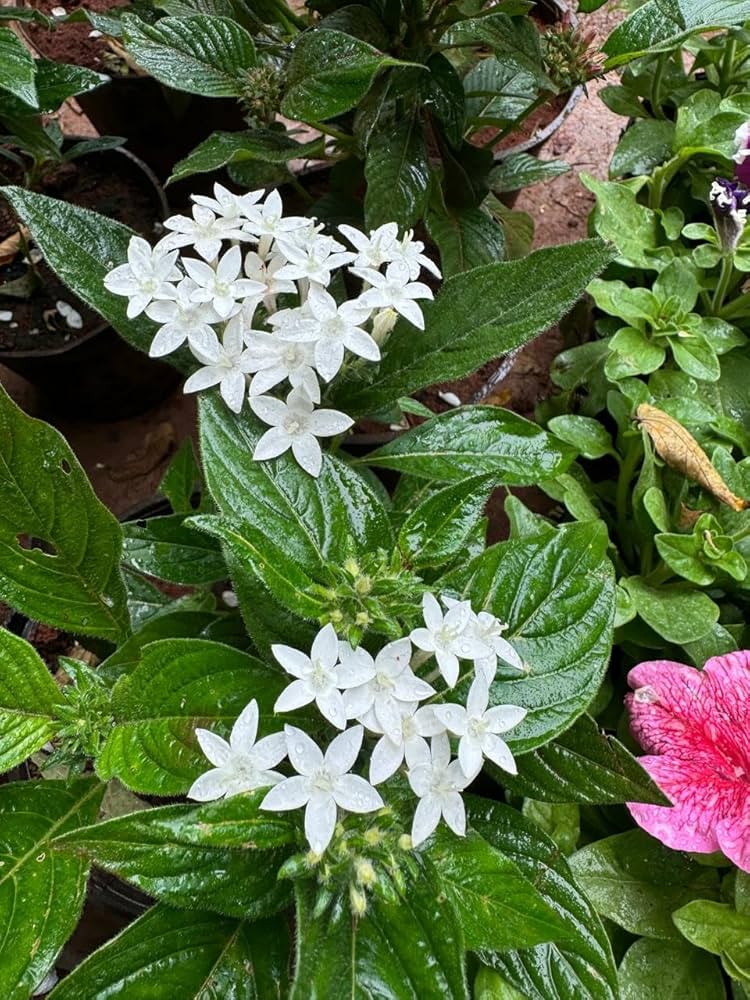 White Pentas Starla Flower seeds for Planting Wildflower Mix, Heirloom & GMO Free Seeds for Home Garden vegetable and garden seeds