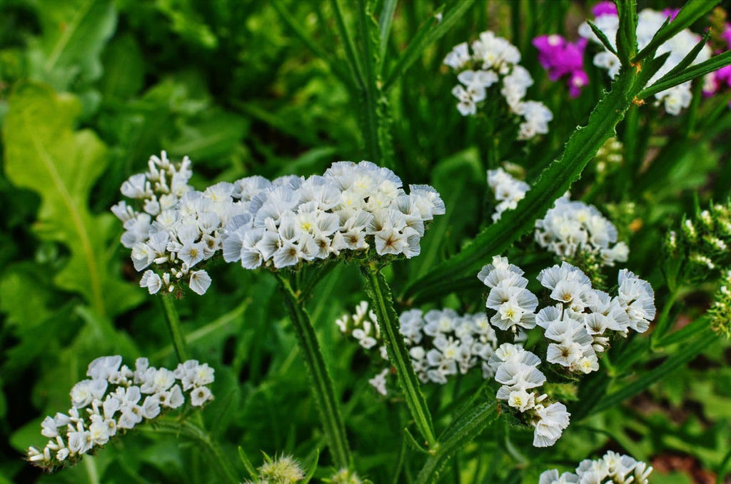 Sea Lavender Flower seeds for Planting Pollinator Friendly, Heirloom & GMO Free Seeds for Home Garden seeds for planting