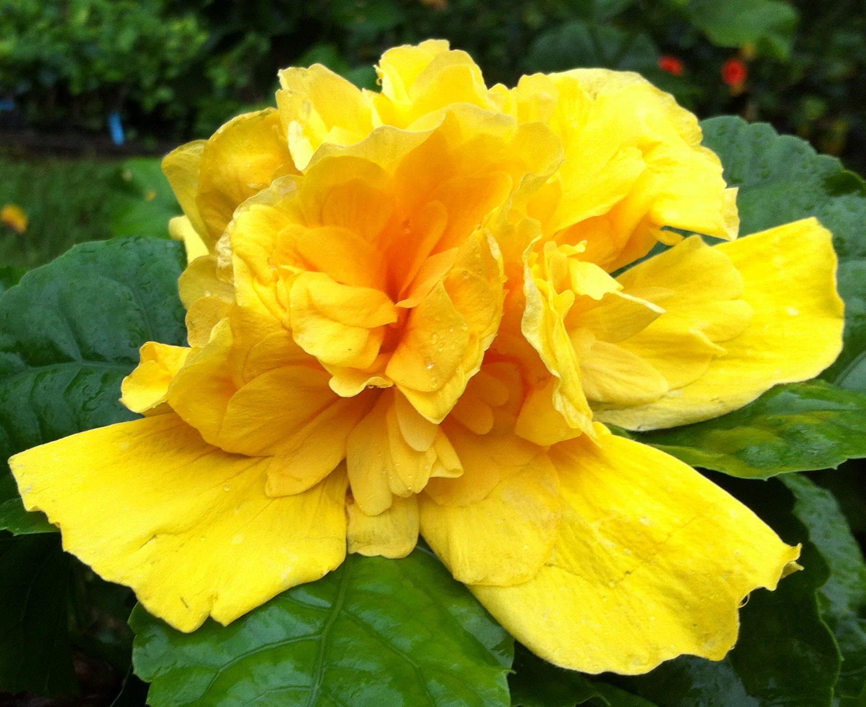 Premium Kerrie Flower seeds for Planting Easy to Grow, Heirloom & GMO Free Seeds for Home Garden seeds