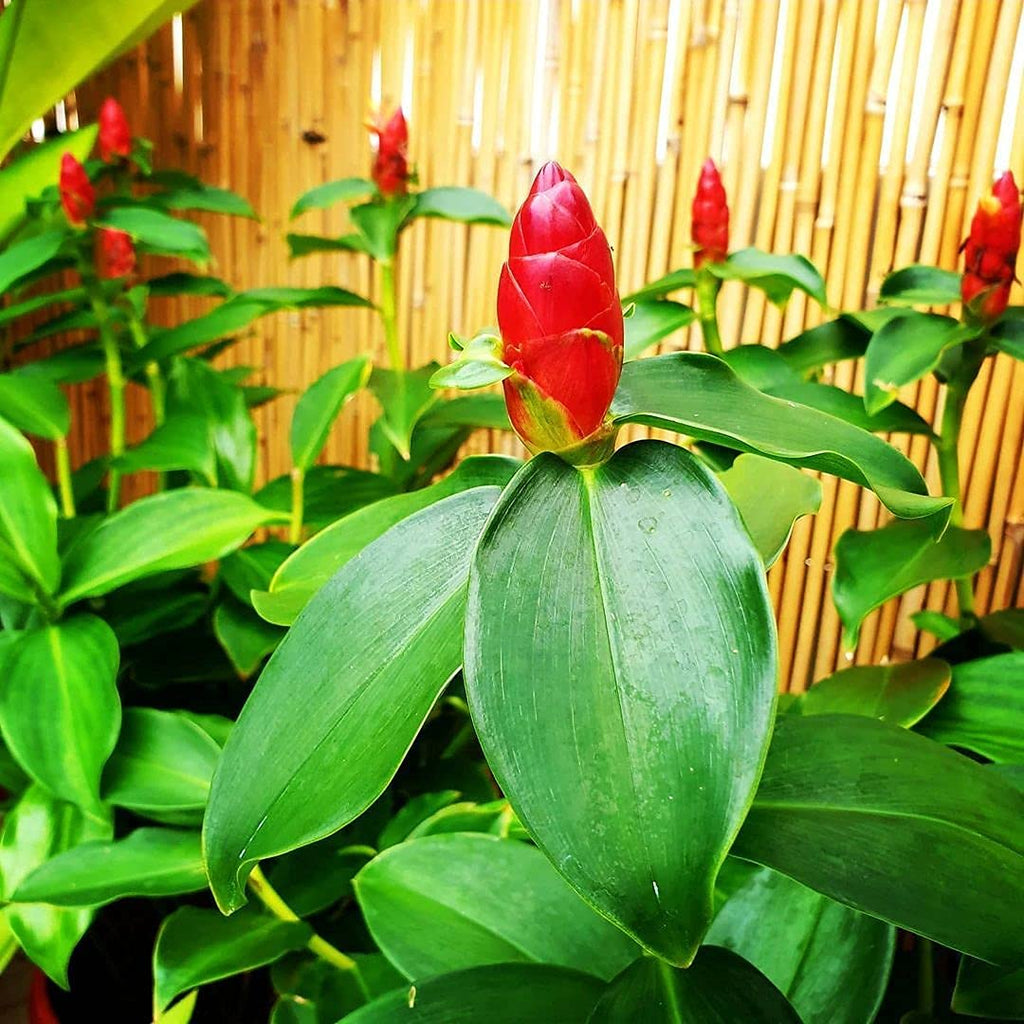 Premium Orange Costus Flower seeds for Planting Premium Quality, Heirloom & GMO Free Seeds for Home Garden seeds
