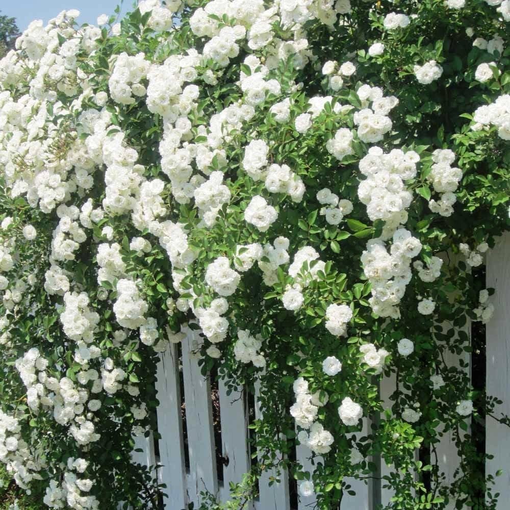 White Climbing Rose Flower seeds for Planting Premium Quality, Heirloom & GMO Free Seeds for Home Garden seeds for planting