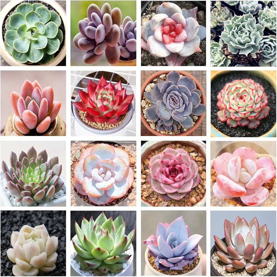 Mix Succulent Flower Seeds Flower seeds for Planting Pollinator Friendly Heirloom & GMO Free Seeds for Home Garden