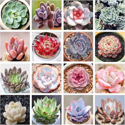 Mix Succulent Flower Seeds Flower seeds for Planting Pollinator Friendly Heirloom & GMO Free Seeds for Home Garden