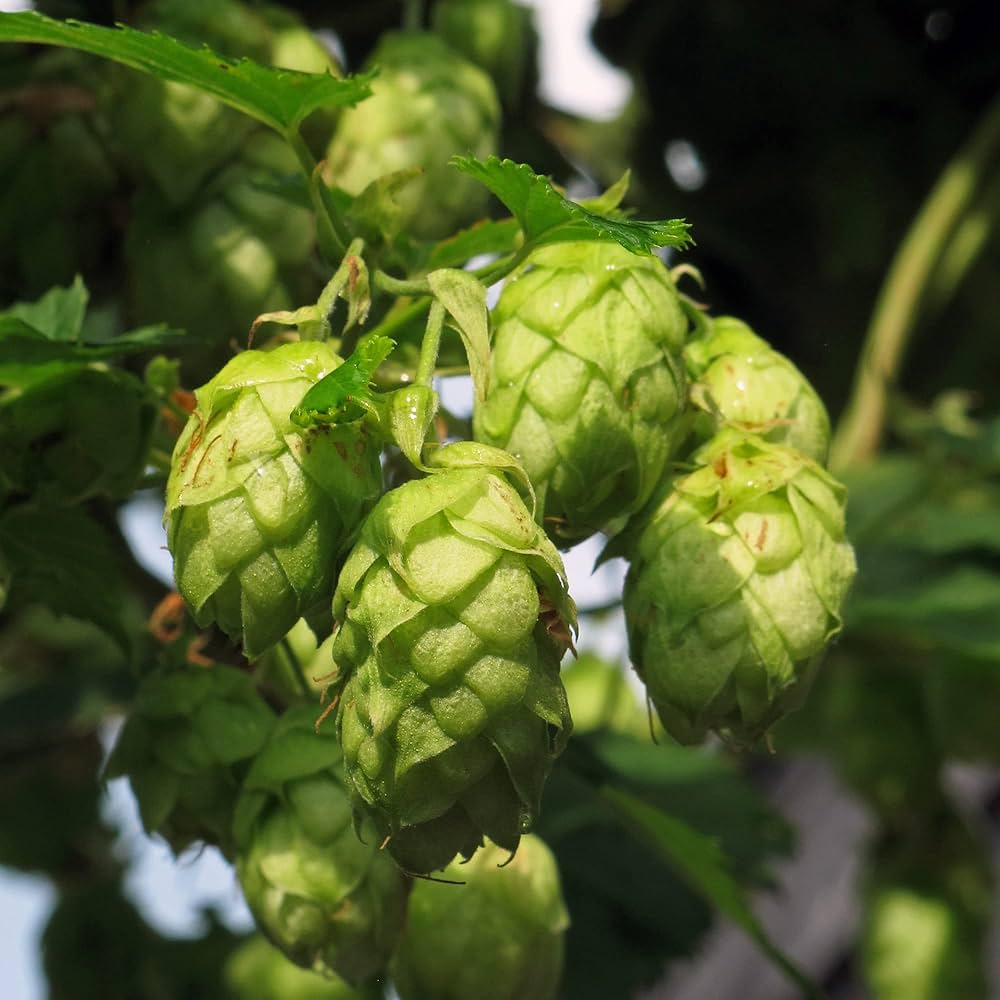 Humulus Lupulus Flower seeds for Planting Seasonal Bloomer, Heirloom & GMO Free Seeds for Home Garden vegetable and garden seeds