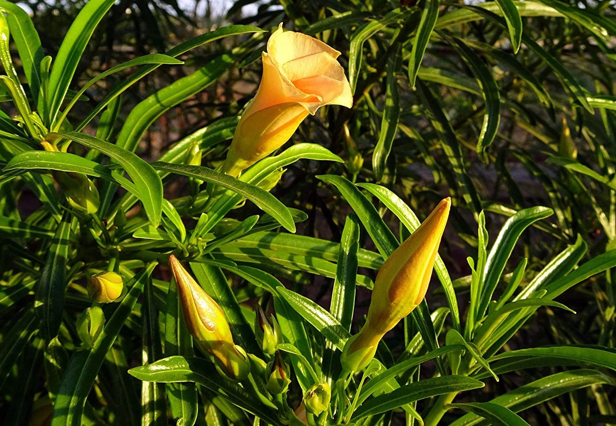 Yellow Alpine Bottlebrush Flower seeds for Planting Hardy Variety, Heirloom & GMO Free Seeds for Home Garden seeds for planting