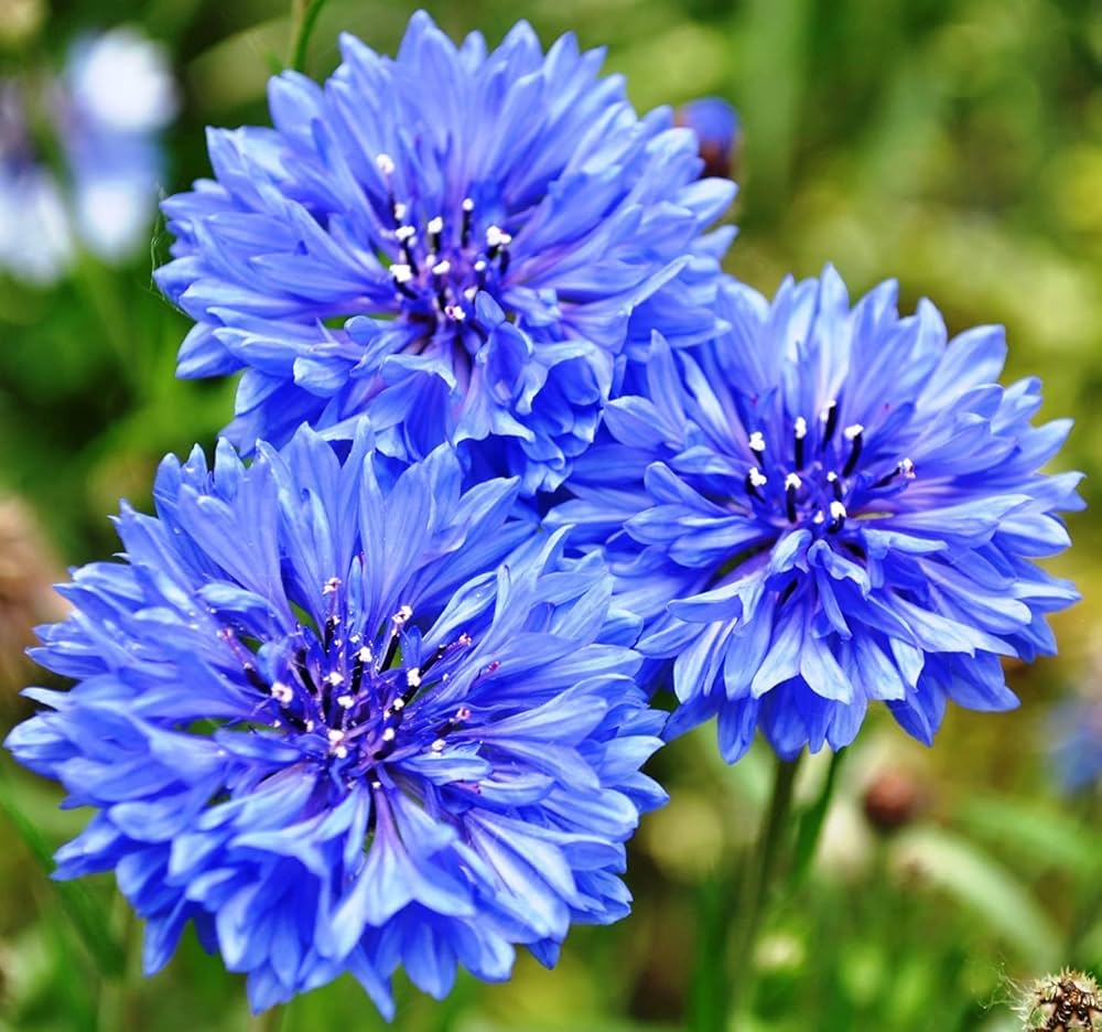 Mixed Bachelor Flower seeds for Planting Cottage Garden Essential, Heirloom & GMO Free Seeds for Home Garden vegetable and garden seeds