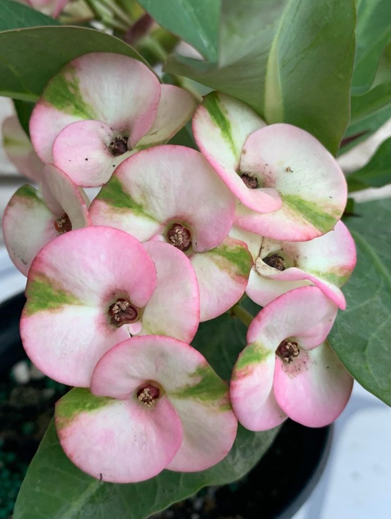 Mixed Crown of Thorns Flower seeds for Planting Sun Loving, Heirloom & GMO Free Seeds for Home Garden vegetable and garden seeds