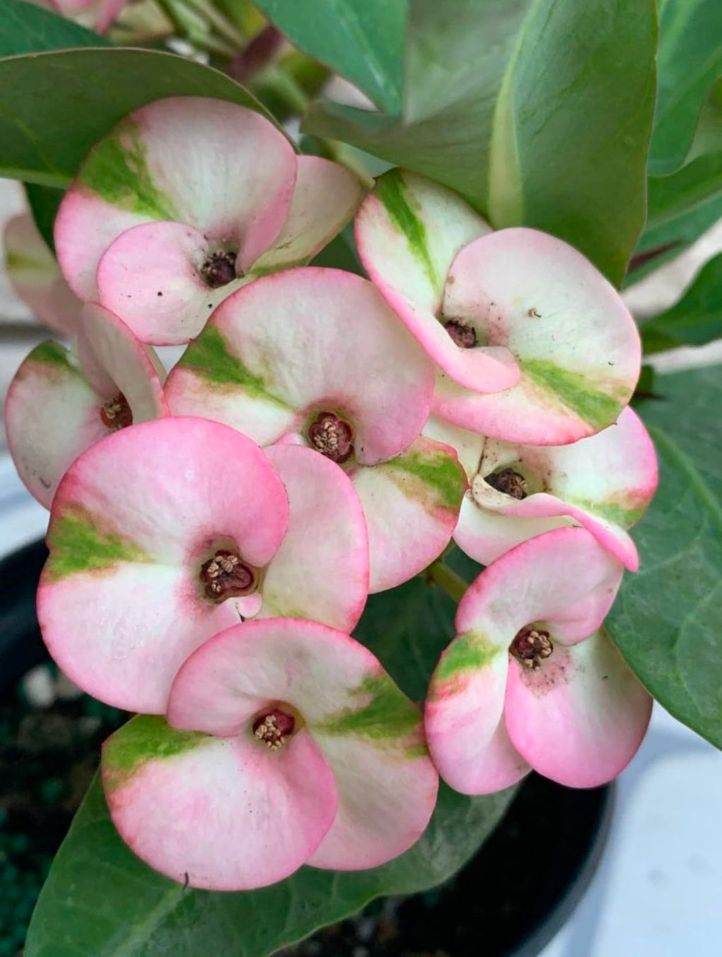 Premium Pink Euphorbia Flower seeds for Planting Compact Growth, Heirloom & GMO Free Seeds for Home Garden seeds