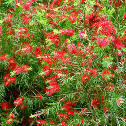BottleBrush Flower seeds for Planting Compact Growth Heirloom & GMO Free Seeds for Home Garden