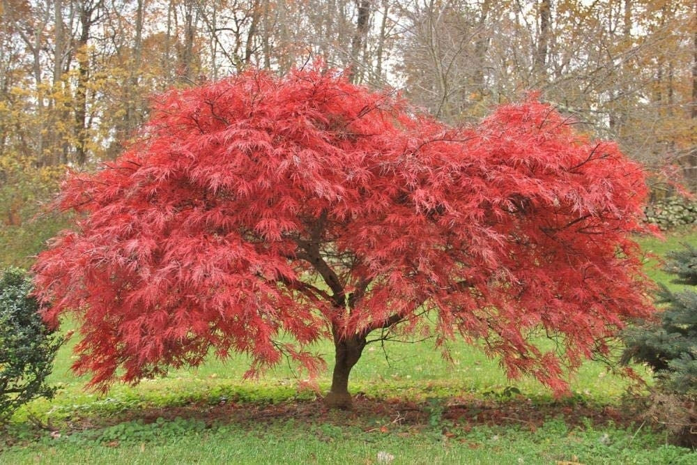 Red Laceleaf Tree Seeds Planting