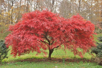Red Laceleaf Tree Seeds Planting