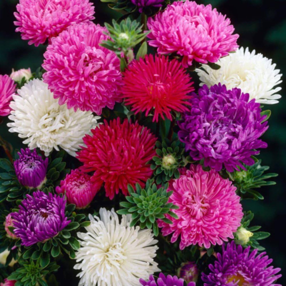 Mixed Chinese Aster Flower seeds for Planting - Drought Tolerant, Heirloom & GMO Free Seeds for Home Garden