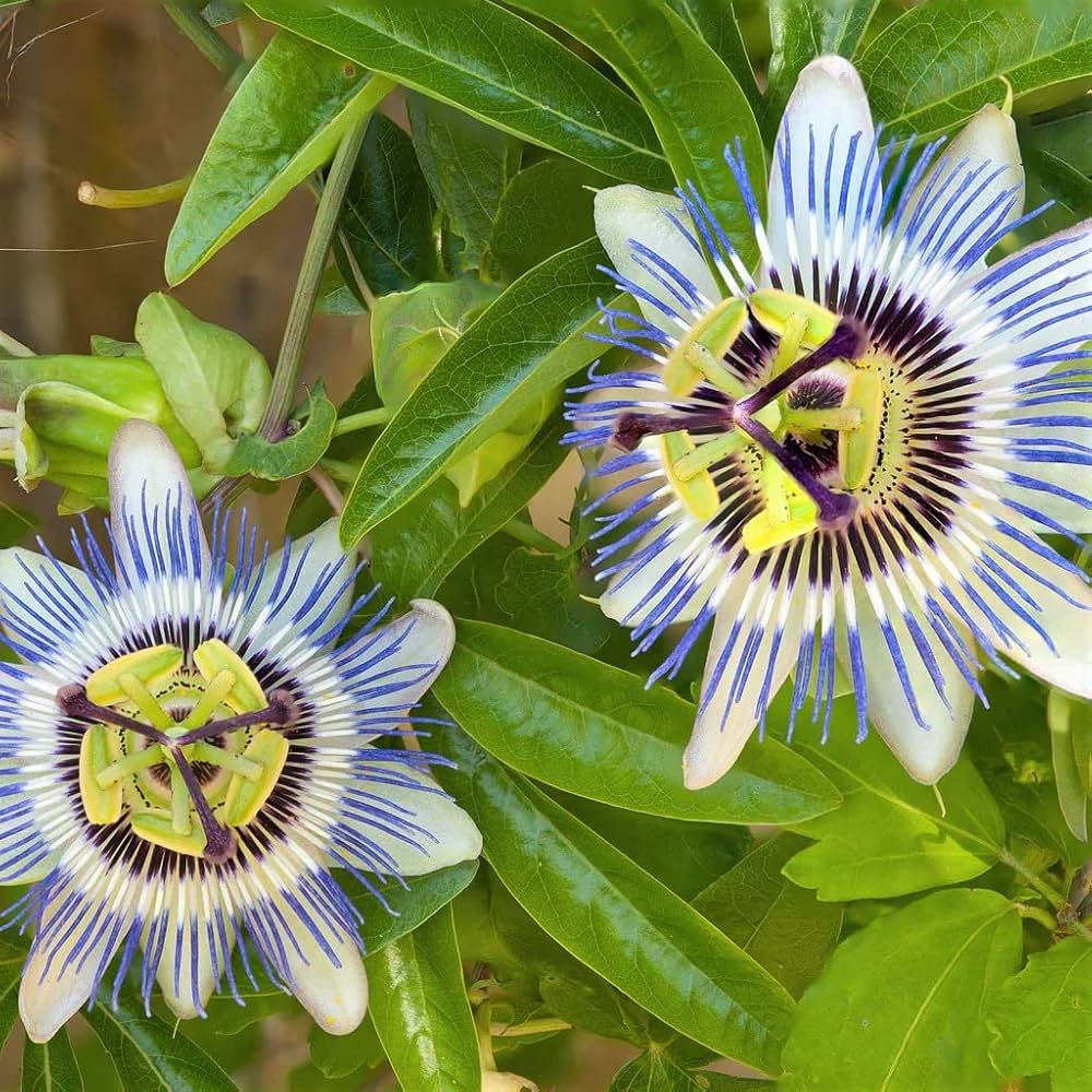 Sky Blue White Passion Flower seeds for Planting Fragrant Blossoms Heirloom & GMO Free Seeds for Home Garden