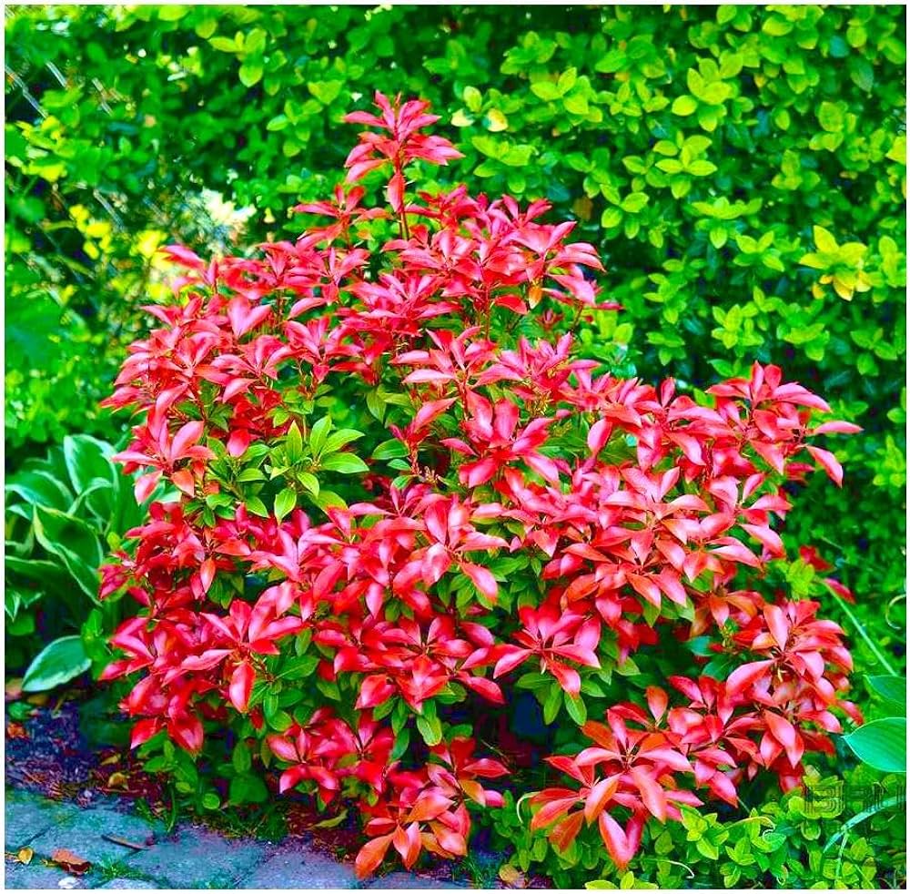 Premium Red Photinia Flower seeds for Planting Bright Blooms, Heirloom & GMO Free Seeds for Home Garden seeds