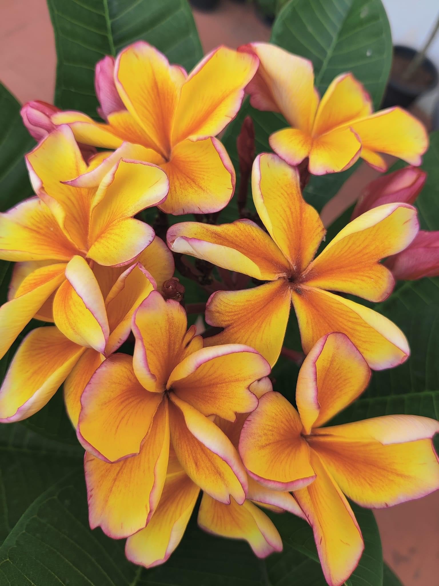 Premium Peach Frangipani Flower seeds for Planting Sun Loving, Heirloom & GMO Free Seeds for Home Garden seeds