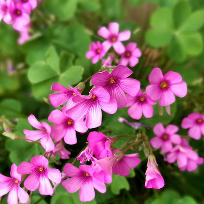 Oxalis Flower seeds for Planting Compact Growth Heirloom & GMO Free Seeds for Home Garden