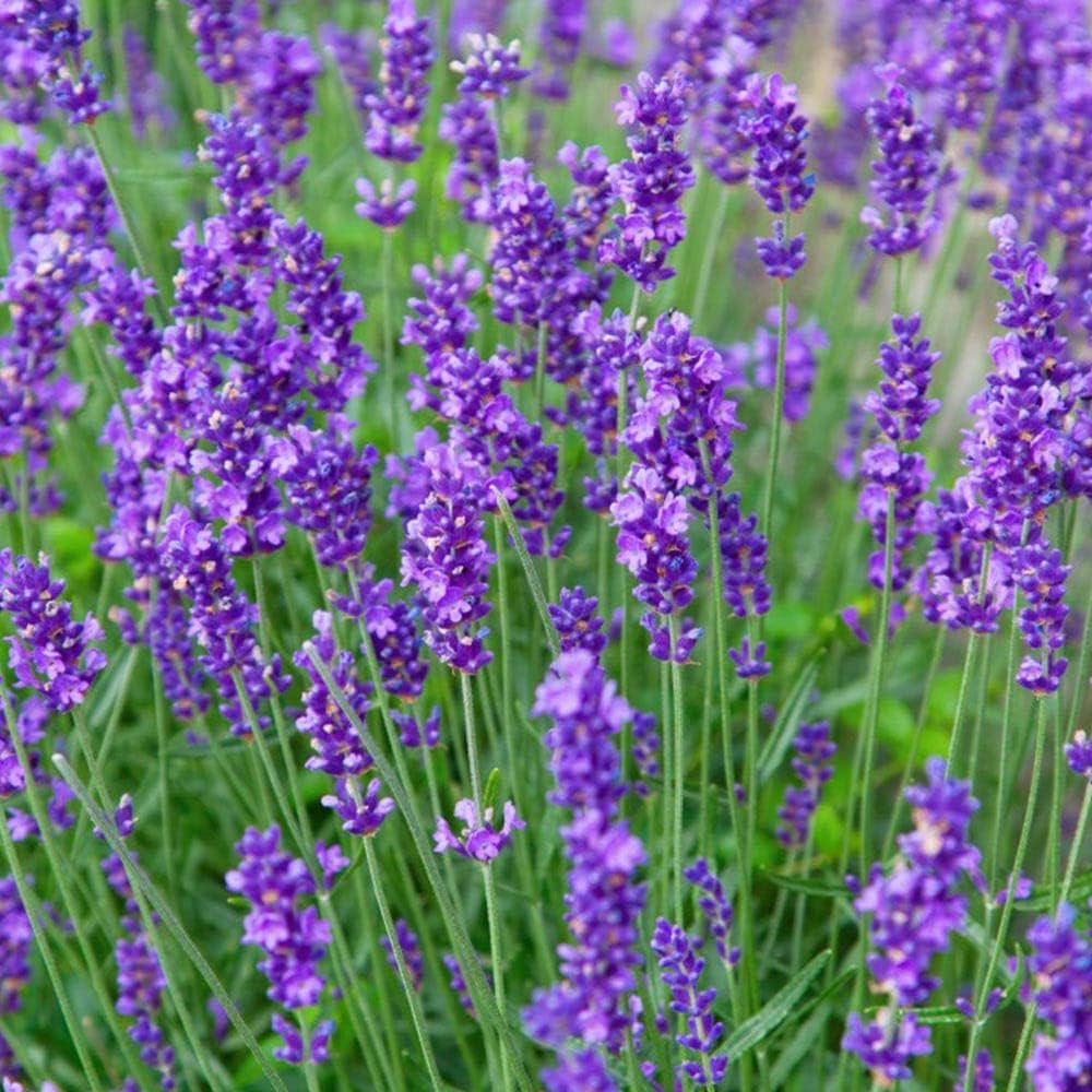 Premium English Lavender (Lavandula angustifolia) Flower seeds for Planting Premium Quality, Heirloom & GMO Free Seeds for Home Garden seeds
