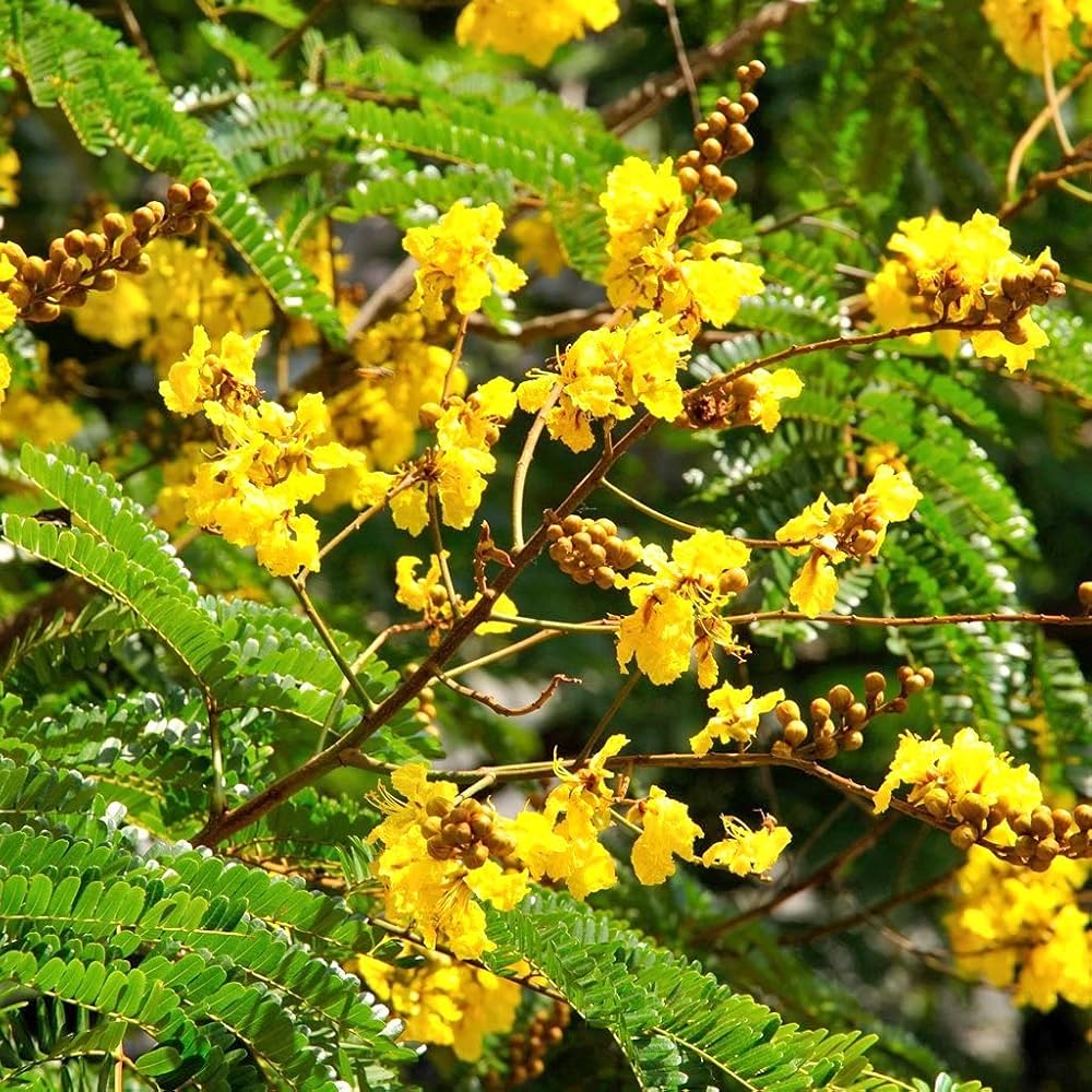 Peltophorum Flower seeds for Planting Low Maintenance Heirloom & GMO Free Seeds for Home Garden