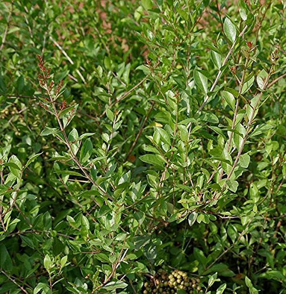 Common Henna (Lawsonia inermis) Dye Plant Tattoo Flower Tree Seeds