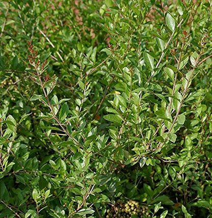 Common Henna (Lawsonia inermis) Dye Plant Tattoo Flower Tree Seeds