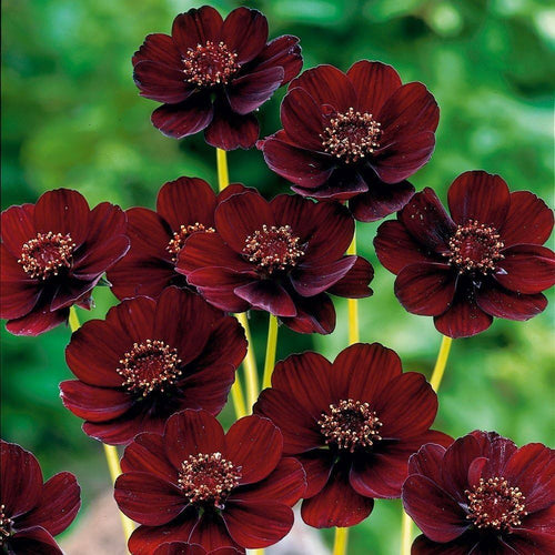 Premium Chocolate Clematis Flower seeds for Planting Bright Blooms, Heirloom & GMO Free Seeds for Home Garden seeds