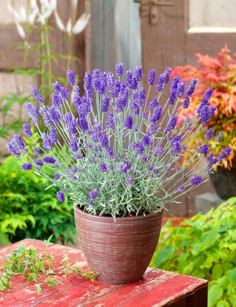 Provence Lavender Violet Flower seeds for Planting Pollinator Friendly, Heirloom & GMO Free Seeds for Home Garden vegetable and garden seeds