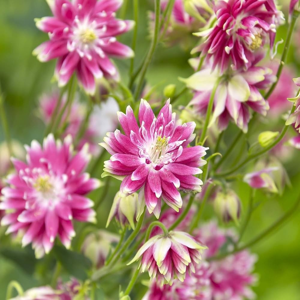 Aquilegia Columbine Seeds For Unique Planting Flower