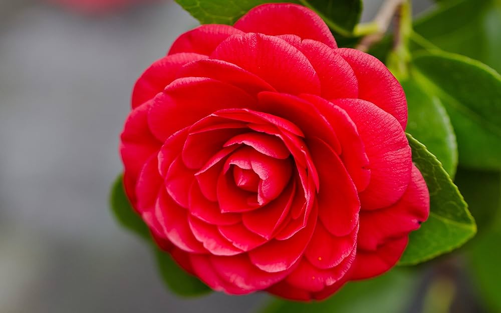 Camellia Japonica Flower seeds for Planting Wildflower Mix, Heirloom & GMO Free Seeds for Home Garden vegetable and garden seeds