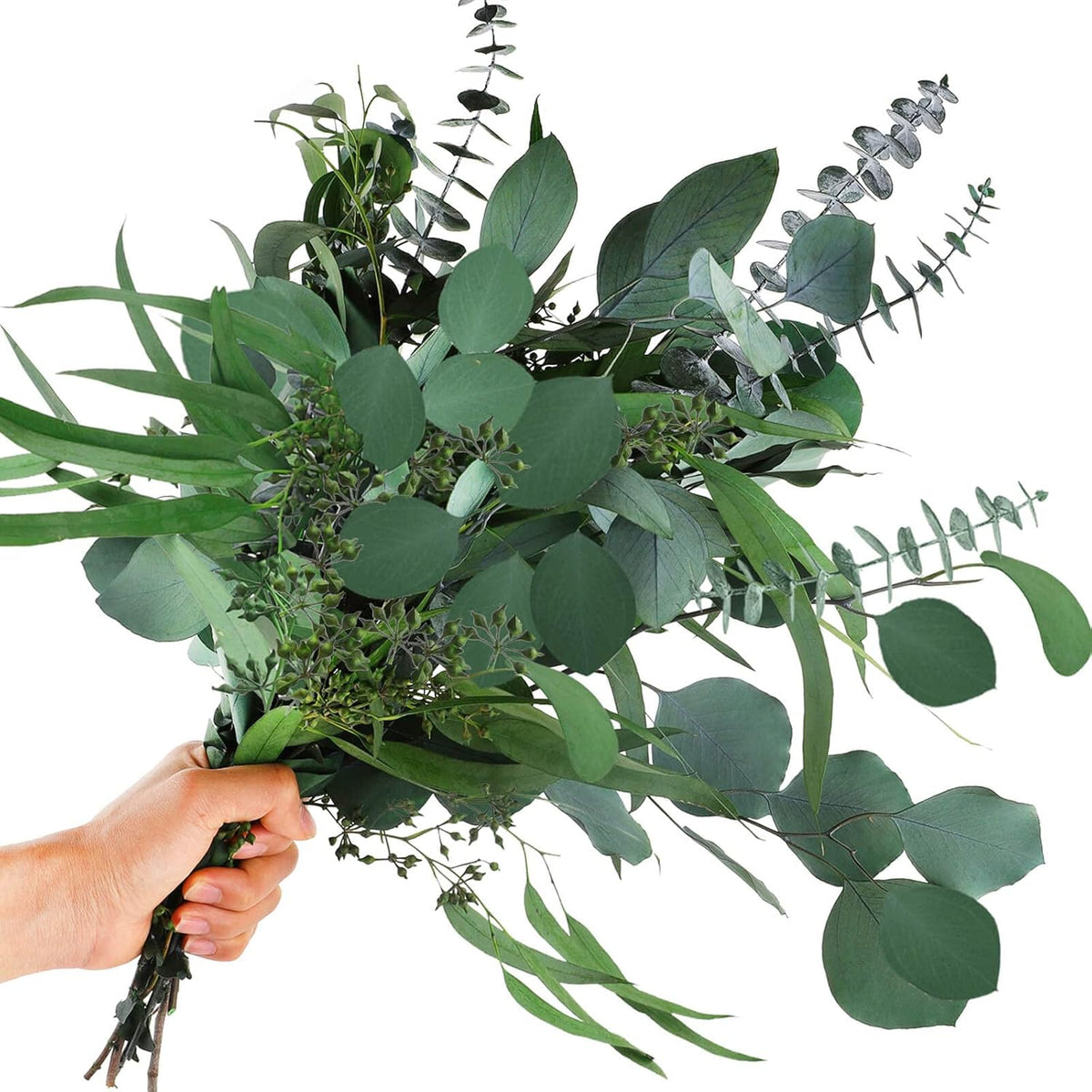 Premium Mixed Eucalyptus Flower seeds for Planting Vibrant Colors, Heirloom & GMO Free Seeds for Home Garden seeds