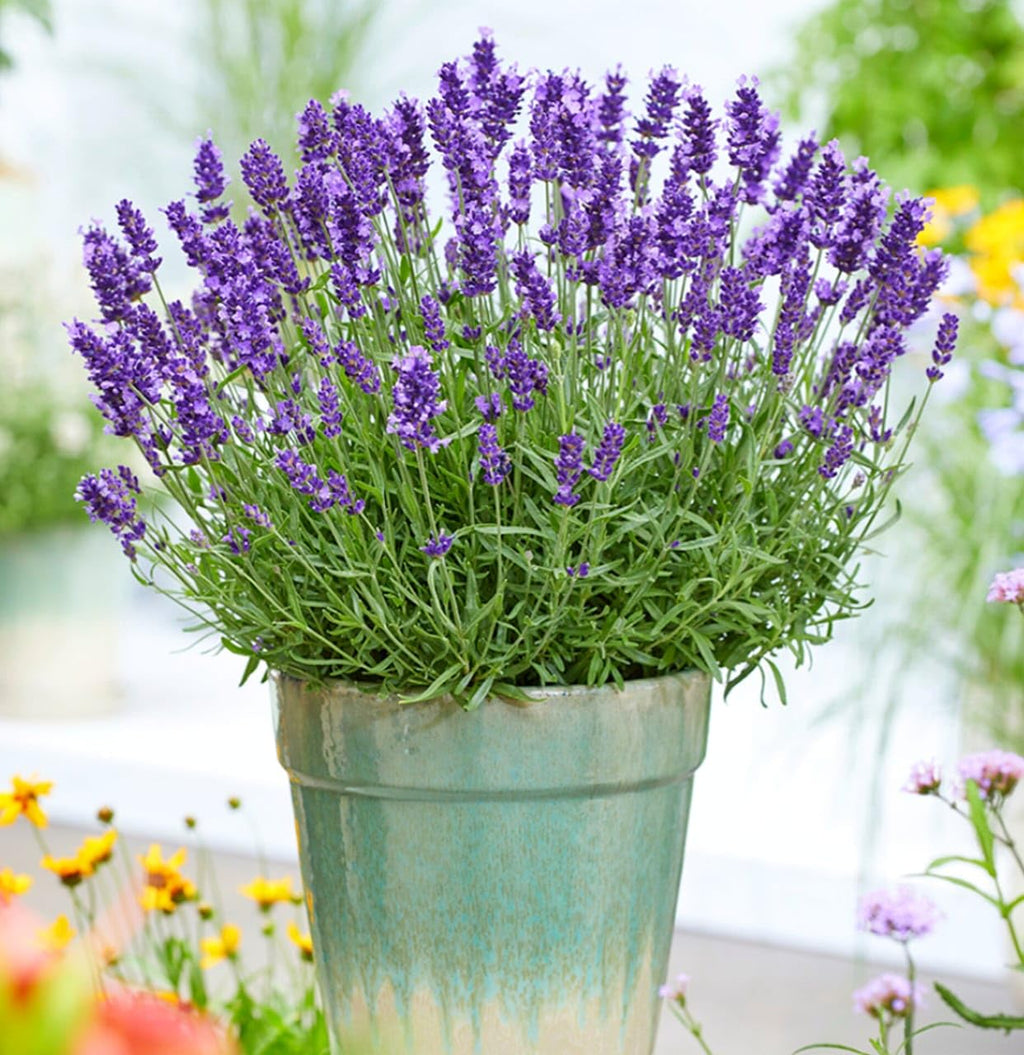 Premium Lavanda Flower seeds for Planting Cut Flower Favorite, Heirloom & GMO Free Seeds for Home Garden seeds