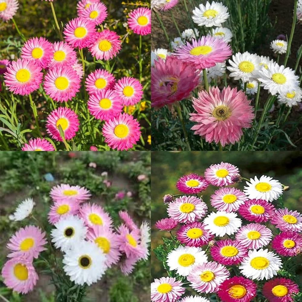 Premium Mixed Ornamental Flower seeds for Planting Premium Quality, Heirloom & GMO Free Seeds for Home Garden seeds