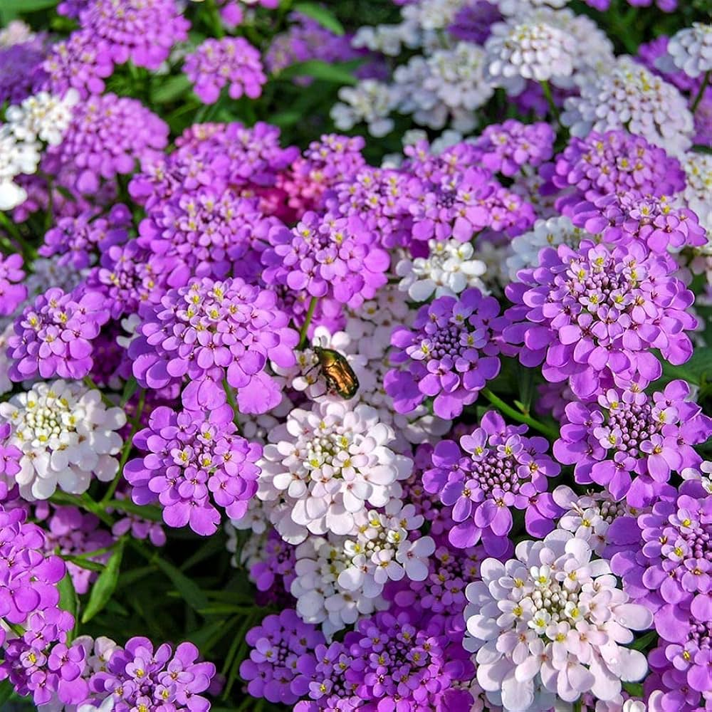 Candytuft Flower seeds for Planting Wildflower Mix, Heirloom & GMO Free Seeds for Home Garden vegetable and garden seeds