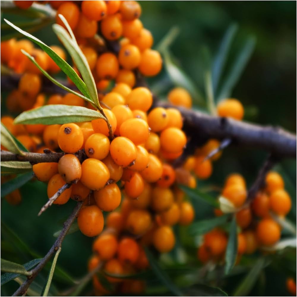 Seaberry (Sea Buckthorn) Elaeagnus Hippophae rhamnoides Orange Berry Fruit Shrub Seeds