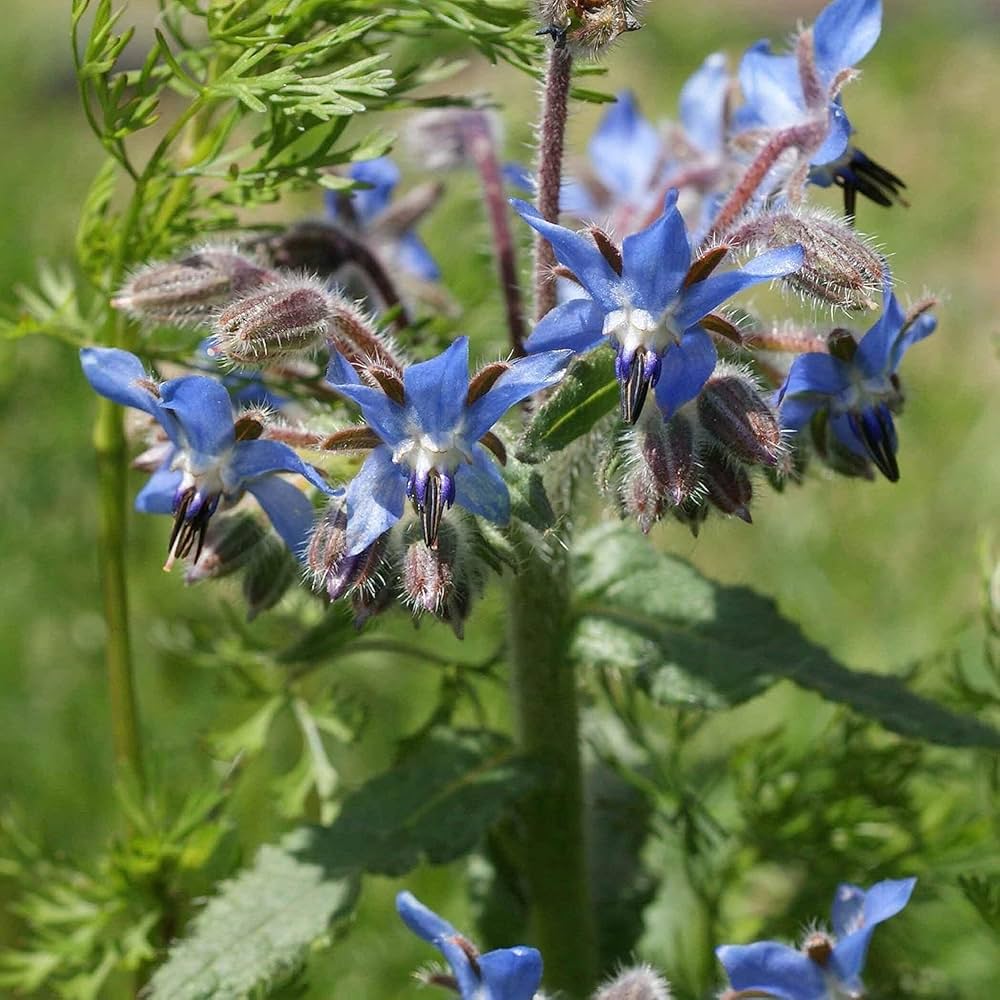 Blue Borage Flower seeds for Planting Easy to Grow, Heirloom & GMO Free Seeds for Home Garden vegetable and garden seeds
