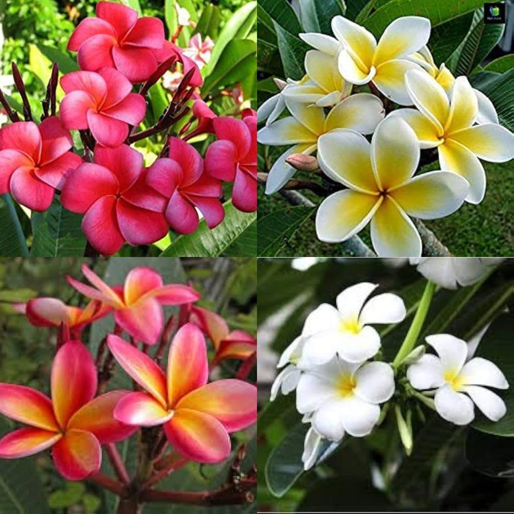 Frangipani Flower seeds for Planting Perfect for Borders Heirloom & GMO Free Seeds for Home Garden seeds for planting