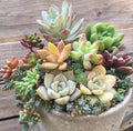 Yellow Red Echeveria Flower seeds for Planting Colorful Display, Heirloom & GMO Free Seeds for Home Garden seeds for planting