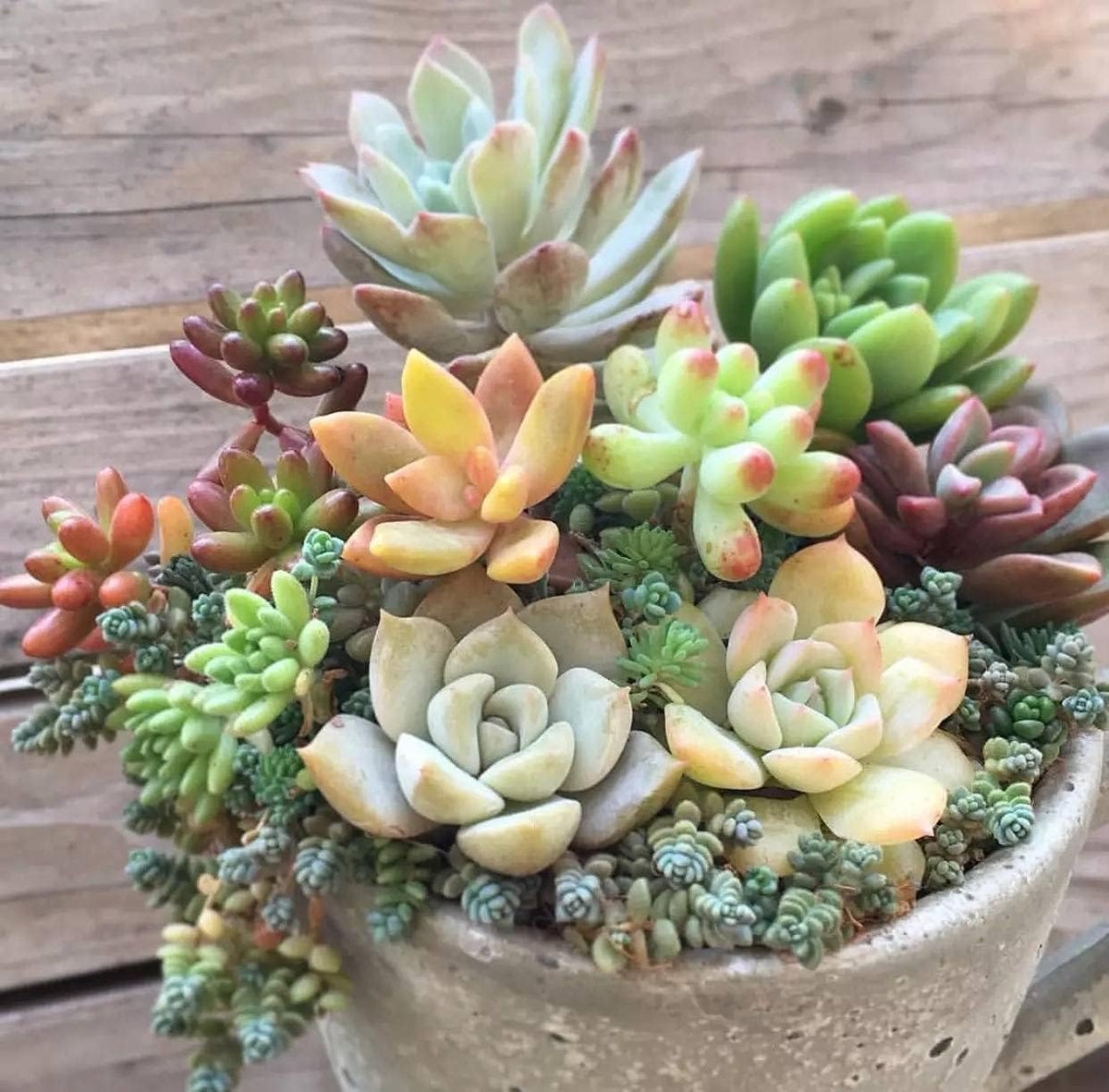 Yellow Red Echeveria Flower seeds for Planting Colorful Display, Heirloom & GMO Free Seeds for Home Garden seeds for planting
