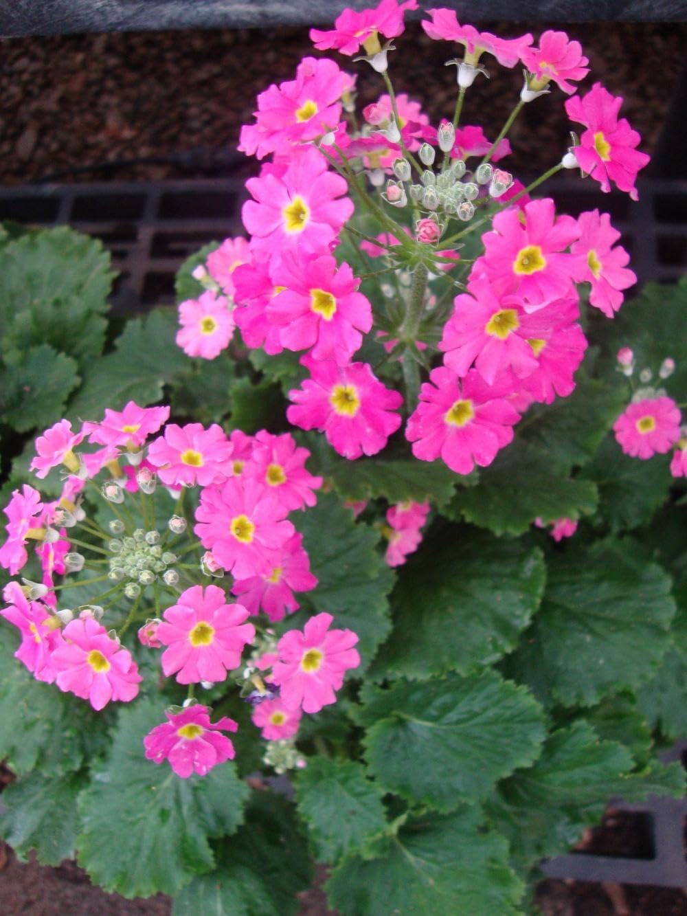Heirloom (Heirloom Primula) seeds for planting in home garden