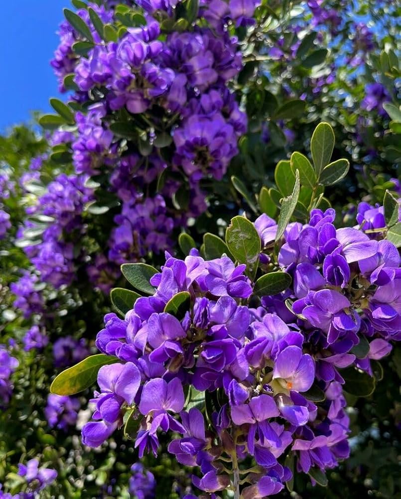 Purple Mescal Flower seeds for Planting Compact Growth, Heirloom & GMO Free Seeds for Home Garden vegetable and garden seeds