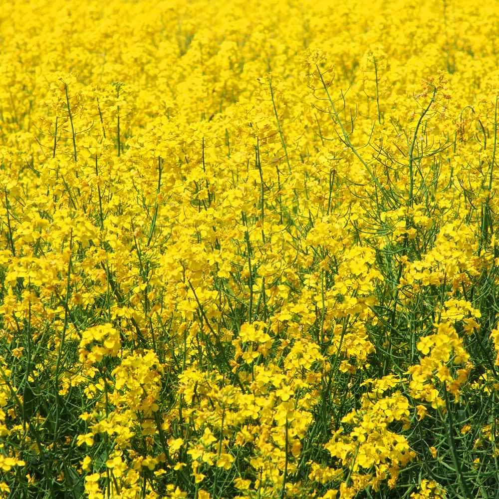 Premium Rapeseed Flower seeds for Planting Sun Loving, Heirloom & GMO Free Seeds for Home Garden seeds